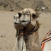 camel_desert_ma_v_0320_egy3595.jpg